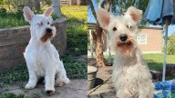 Buscan desesperadamente a Joe, un schnauzer perdido en Santiago del Estero