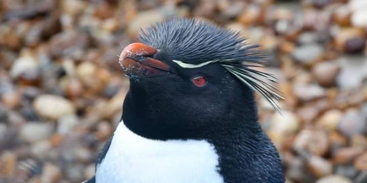 Heridas profundas, animales atrapados y rescates al límite: el impacto de la acción humana sobre la fauna marina se profundiza