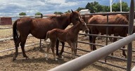Montrose man cited for 84 counts of animal cruelty