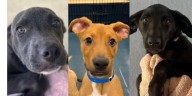 Phoenix shelter at capacity, offering $0 adoptions of dogs and puppies