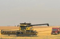 Harvest 12 per cent complete across Sask., lagging behind long