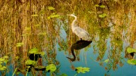 Restoring the ‘River of Grass’