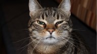 Veterinaria reporta las 5 señales discretas que tu gato comunica si se encuentra estresado