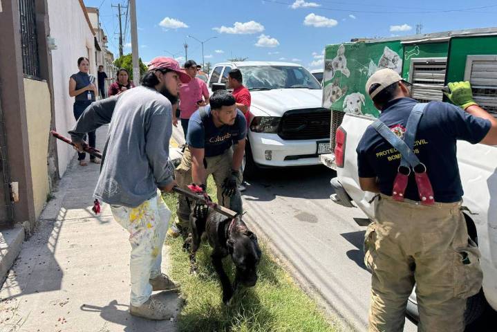 Rescatan a cuatro perros en estado crítico tras denuncia ciudadana en Piedras Negras