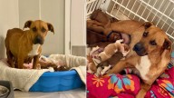 Terrified Virginia Dog With 14 Puppies Slowly Learns To Trust Again