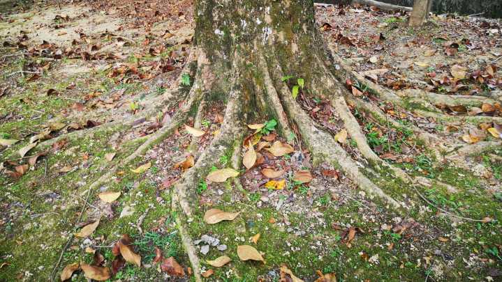 The Best Ways To Plant A Tree In Your Yard To Prevent Problems With Exposed Roots In The Future