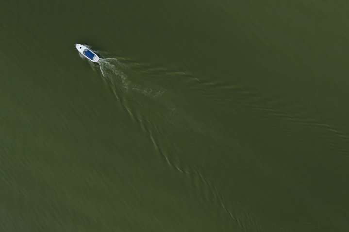 Protecting your pets from harmful algal blooms