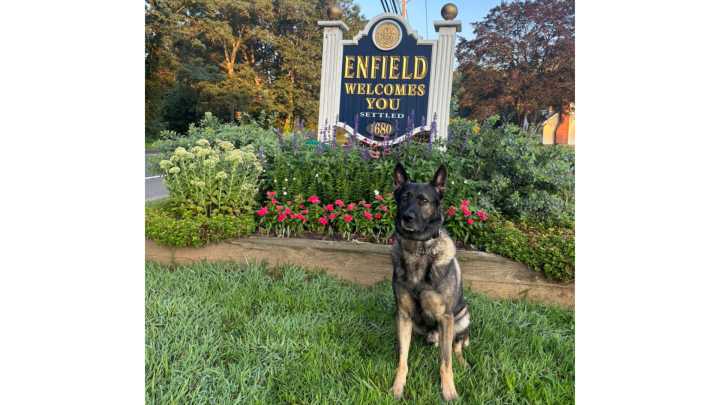 Conn. K-9 Dunkin nabs burglary suspect hiding in construction debris