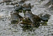 Un austríaco debe pagar hasta 30.000 euros por el croar de las ranas de su estanque