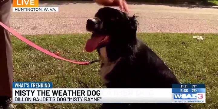 Misty the Weather Dog