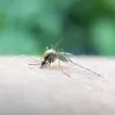 NYC reports first human West Nile cases of 2025