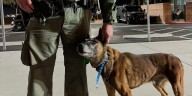 Retired Las Vegas K9 officer Hunter dies, police announce