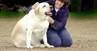 5 dog breeds prone to weight gain and how to stop them from becoming obese