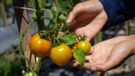 Can You Really Speed Up Your Tomato Harvest With Aluminum Foil?