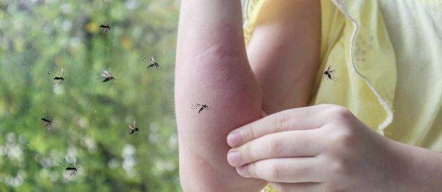 Día del Mosquito: ¿Cuál es el mosco más antiguo? y otros datos claves