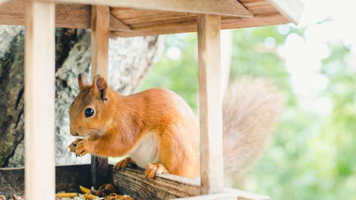 How To Build A Bird Feeder That Will Keep The Squirrels Out For Good