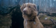 'Good Boy' Trailer: Horror Movie Told from Dog's Point of View