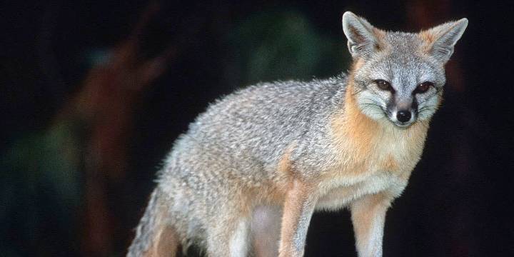 Franklin County fox tests positive for rabies