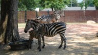 Baby zebra born at Hattiesburg Zoo is doing well, officials say