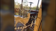 Video shows viral pet goat chugs empty beer cans