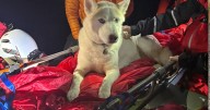 Husky rescued from mountain on stretcher after injuring paws
