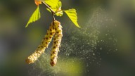 12 Plants That Are Making Your Seasonal Allergies Worse