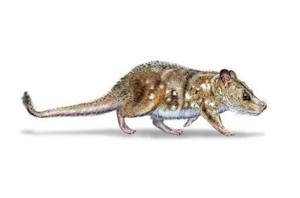 Scientists find 74-million-year-old mammal fossil in Chile