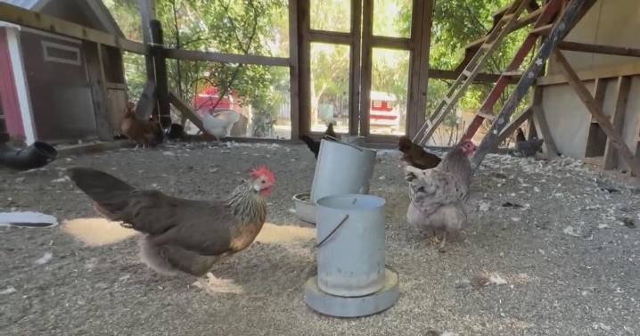 Sonoma animal sanctuaries overwhelmed as rooster dumping hits record highs