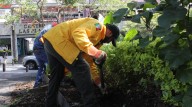 Inician mantenimiento al arbolado de Plaza de Armas de Cuernavaca