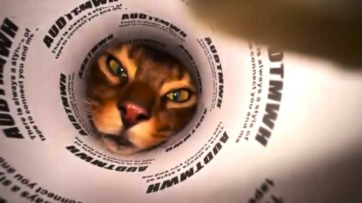 Cat Video Fest returns to Milwaukee on Friday