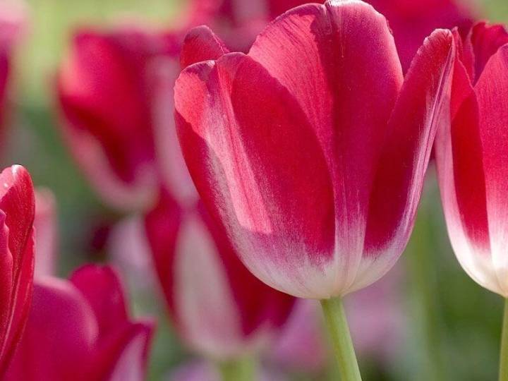 OBITUARY: Tammy Yvonne Lampley