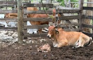 Lanzan campaña en Quintana Roo contra rabia paralítica bovina