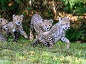 Camera catches cute three-month-old cheetah cubs playing outside