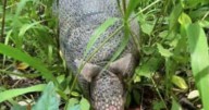 Armadillos thrive in Indiana: 700% rise in sightings since 2003