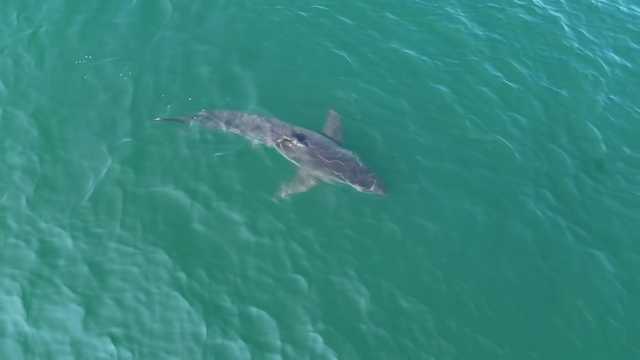 Drone video shows great white shark spotted near New England beaches