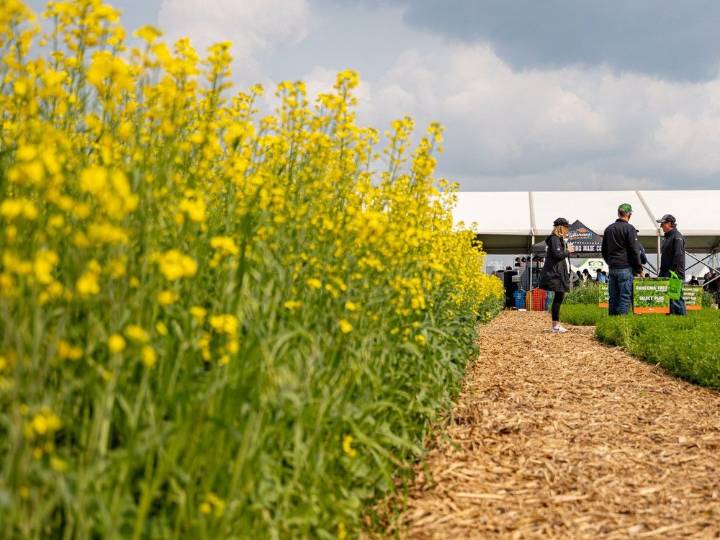 'This is our livelihood': Farmers brace for new China canola tariff