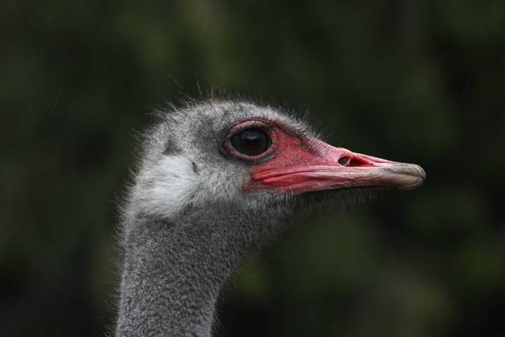 Dr. Oz says B.C. ostriches may have valuable avian flu secrets and should be saved