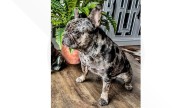 French bulldog stolen at gunpoint in Hampton reunited with owner