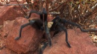 They may look creepy, but they are afraid of you, too