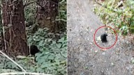 Hiker In Washington Stops In His Tracks After Hearing Strange Sounds In The Forest