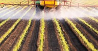Pesticide Linked To Impaired Brain Development Among Kids