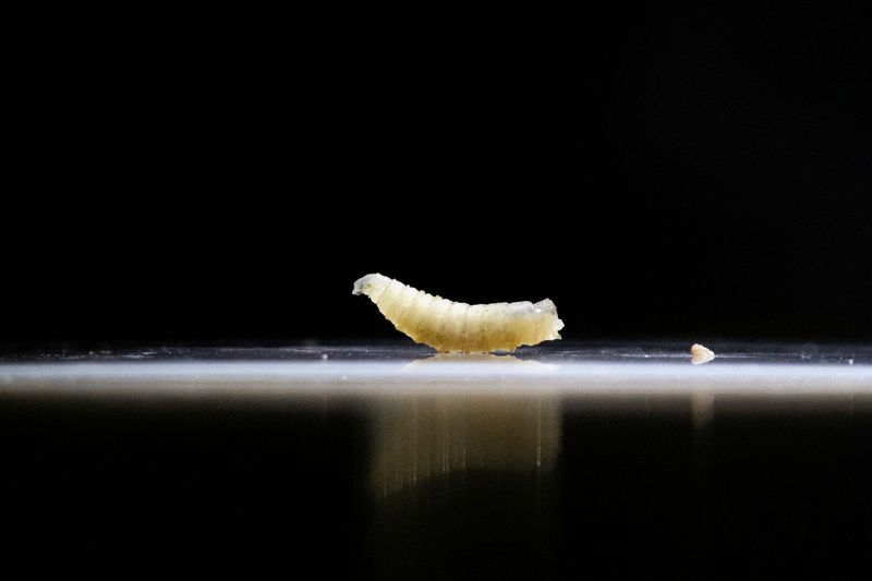 New human screwworm case in US traced to person in Maryland who traveled from Guatemala, sources say