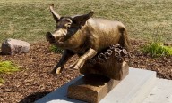 ‘Freedom-loving hog’: City salutes swine that staved off slaughter with statue