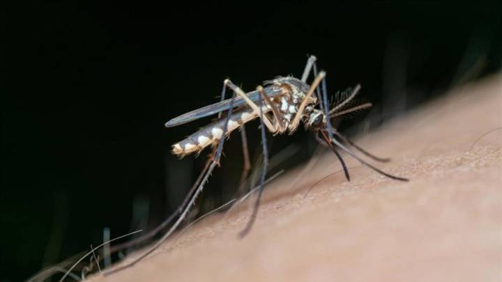 Segundo caso de fiebre del Nilo confirmado en Extremadura