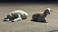 Where did sheep and dog that showed up in Angleton come from?