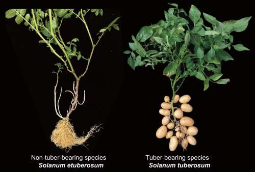 Where did the potato come from? Tomatoes, 9 million years ago, apparently.