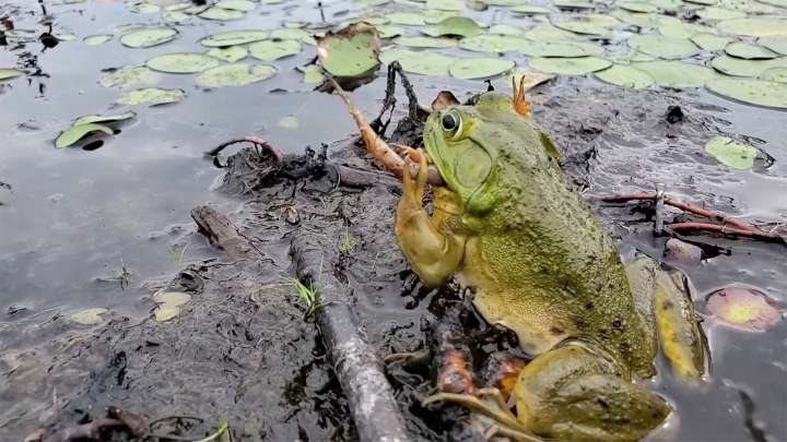 Invasive — And Cannibalistic — Bullfrogs Are Taking Over The West