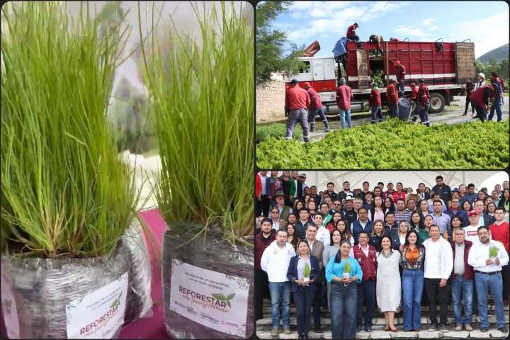 Entregan más de 370 mil plantas forestales para restaurar ecosistemas de Hidalgo