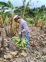 La cadena productiva de plátano se fortalece en Casanare