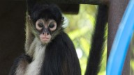 Saint Louis Zoo takes in Mexican spider monkeys rescued from smugglers